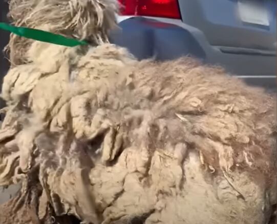 El pelo sucio y enredado era un gran problema para estos perros (Captura: The Dodo)
