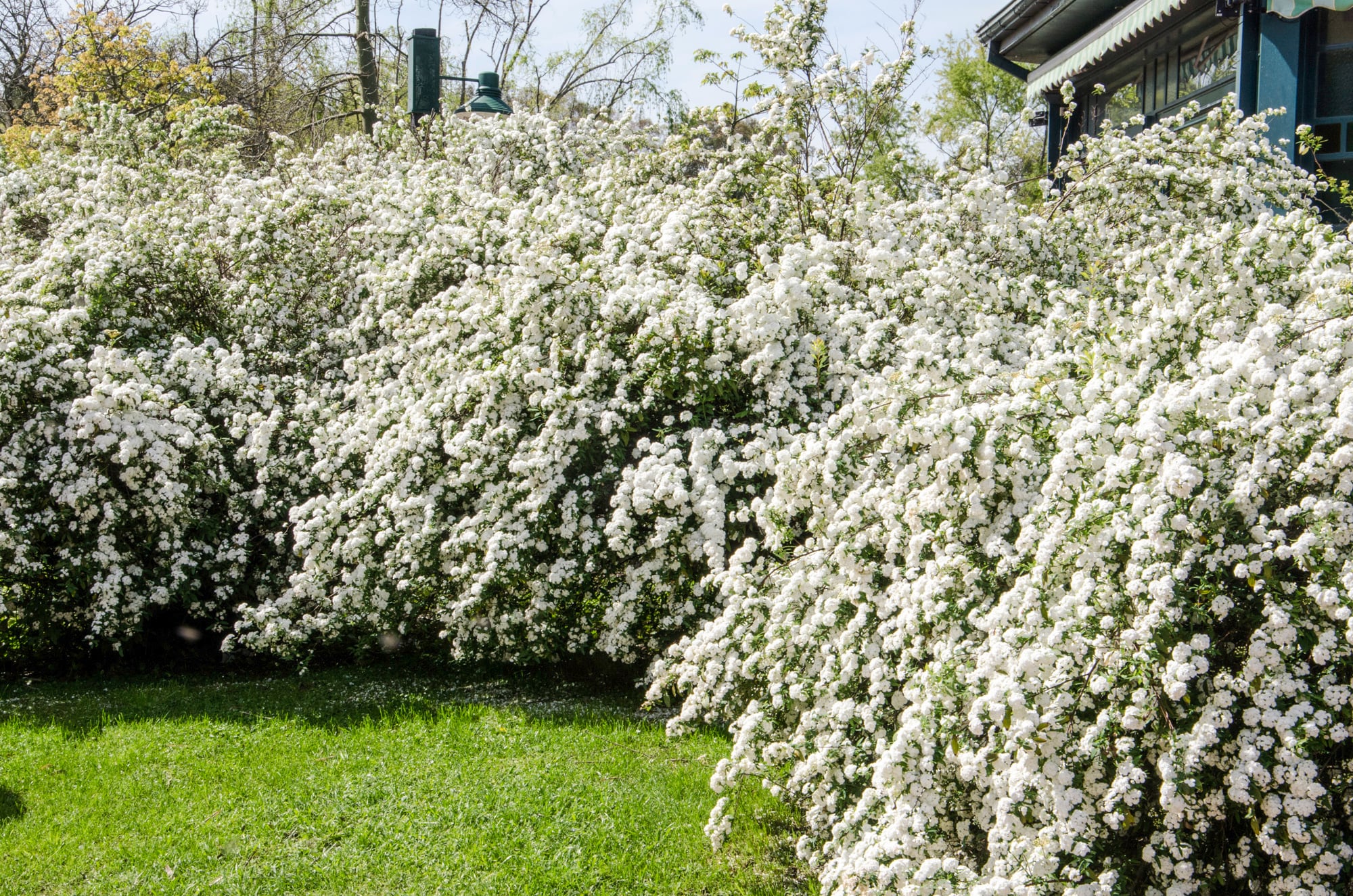 Por unas semanas, el follaje pasa a segundo plano y las ramas se convierten en auténticos ramilletes de flores