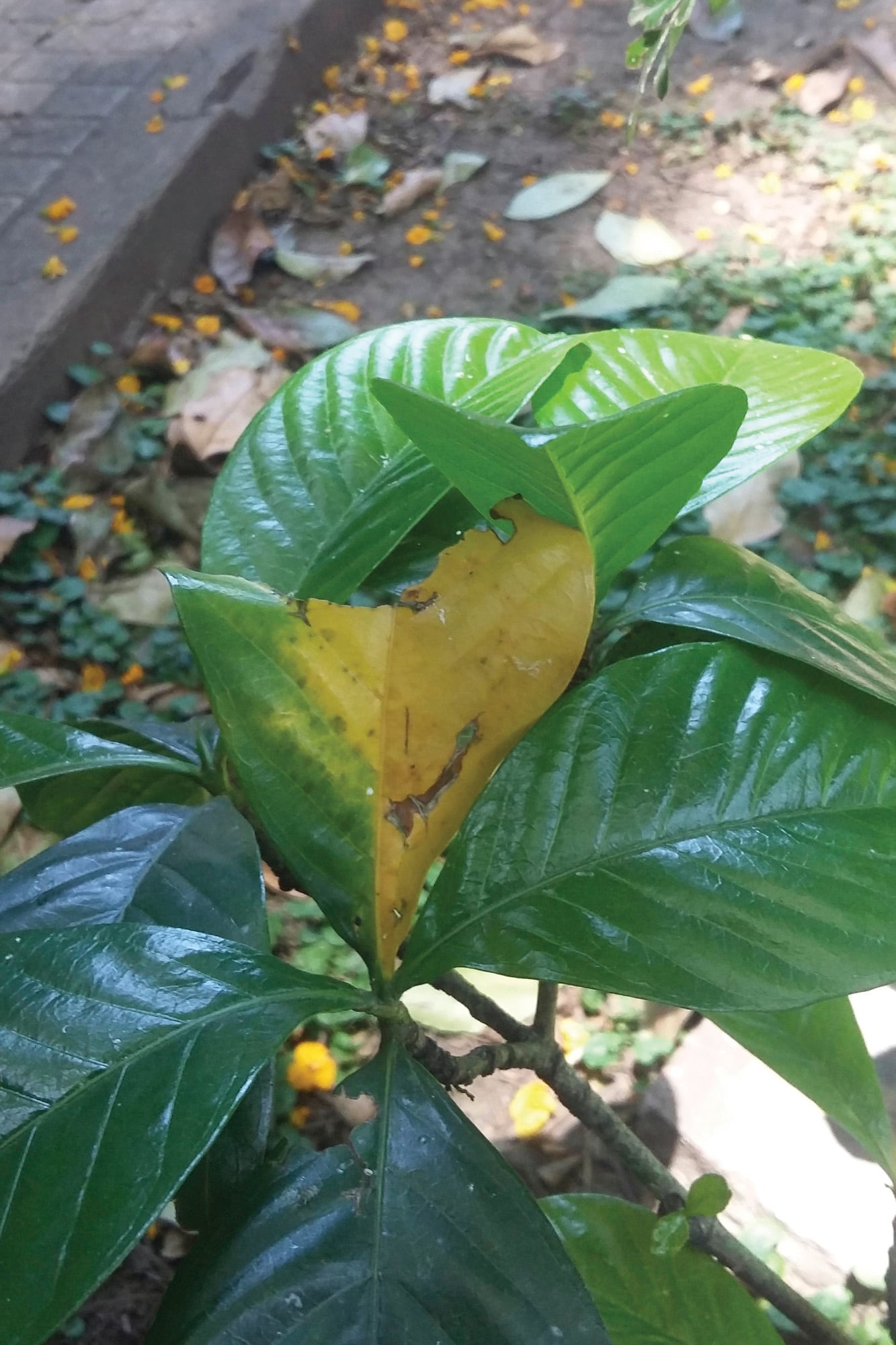 Muchas de las plantas presentan clorosis por alcalinidad del suelo