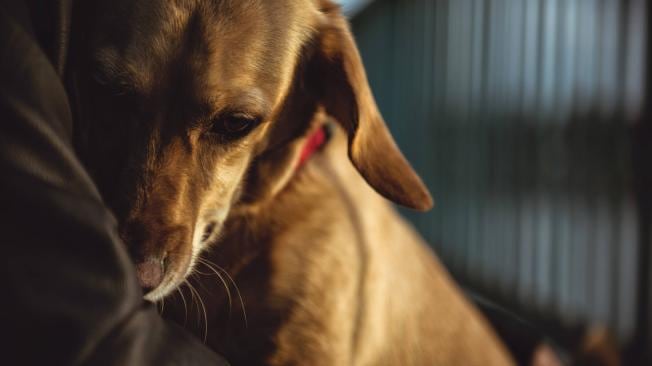 Cientos de perros esperan ser adoptados en todo el país