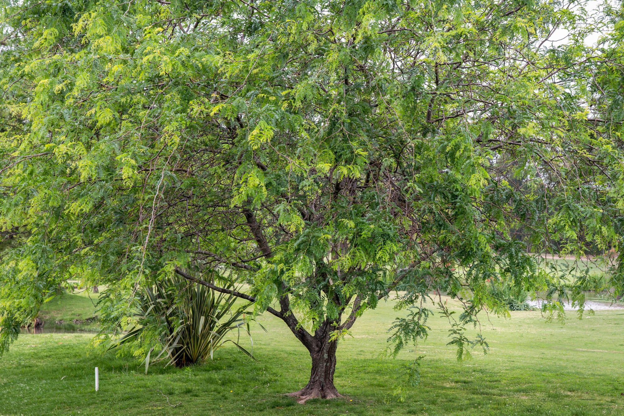 La acacia negra puede formar bosques cerrados y desplazar la vegetación nativa en ambientes donde antes predominaban pastizales abiertos