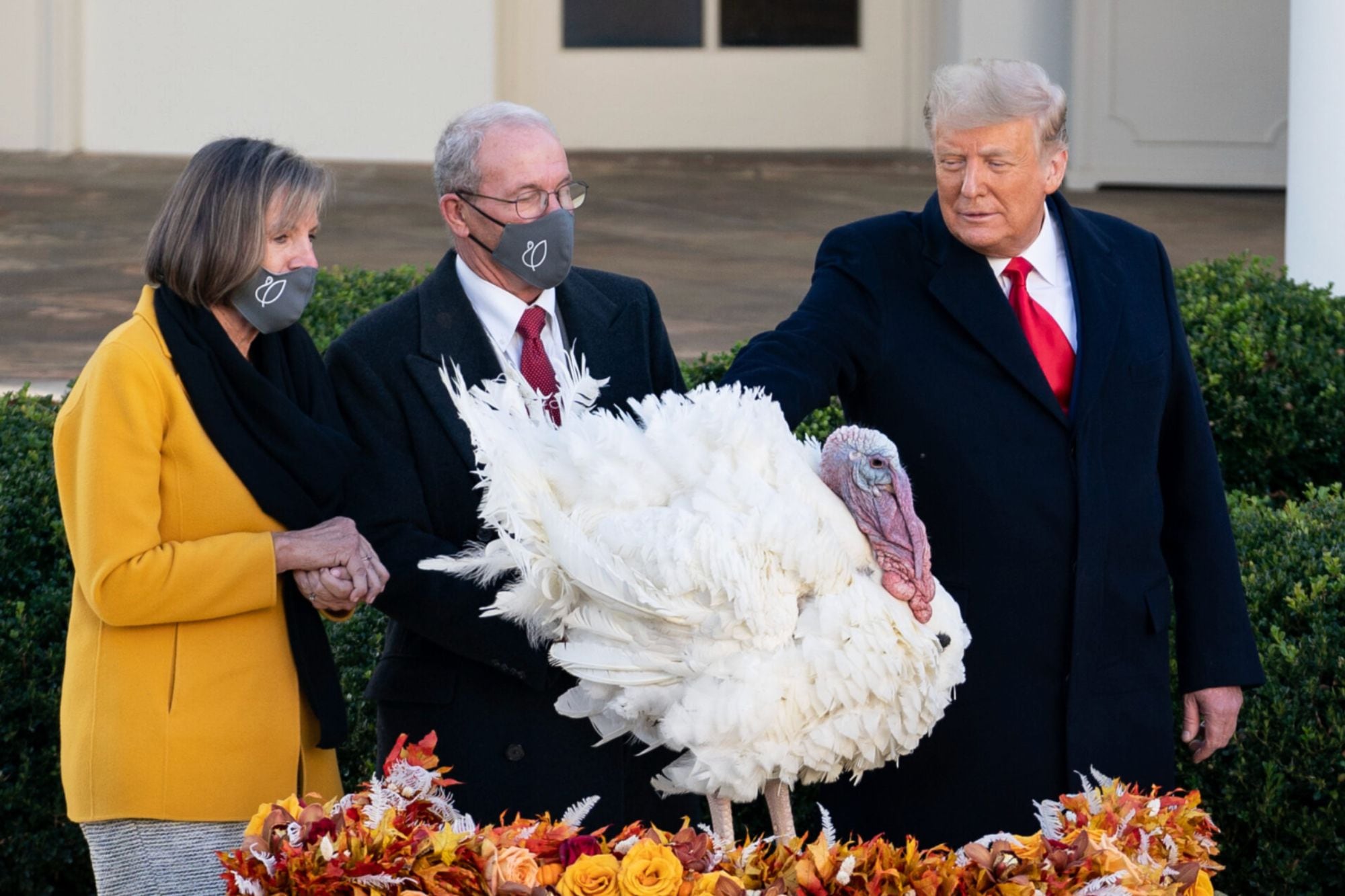 Cuál es el origen del indulto o perdón del pavo que se celebra en Thanksgiving en EE.UU.