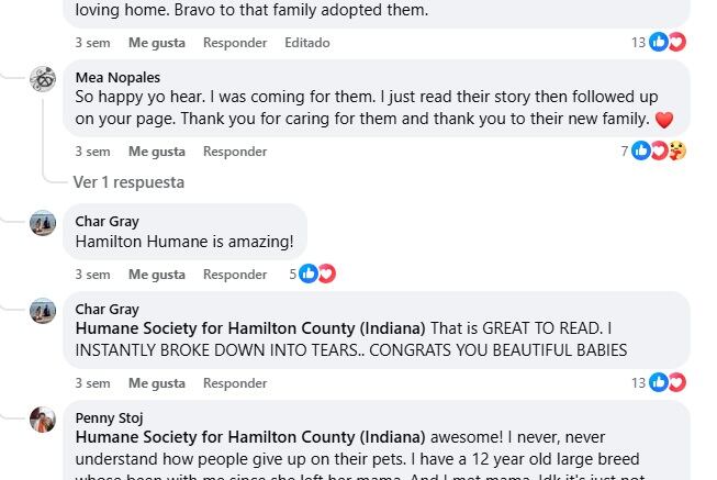 Algunos de los comentarios de los usuarios tras la adopción de Woody y Bear