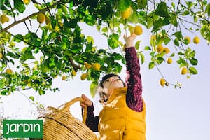Esta es la manera correcta de cosechar tus limones