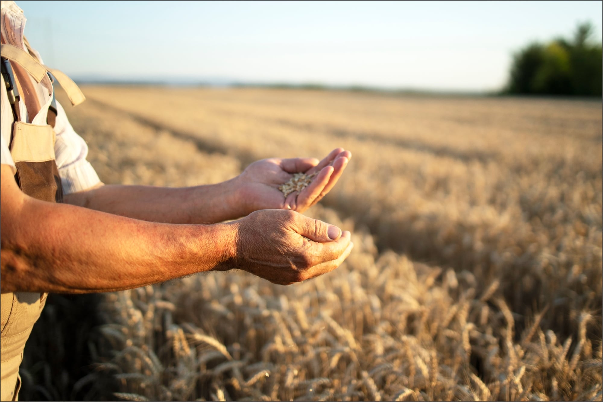El programa que entrega pagos en dólares en Nueva York busca compensar el aumento de los costos y las pérdidas de mercado que sufrieron los agricultores
