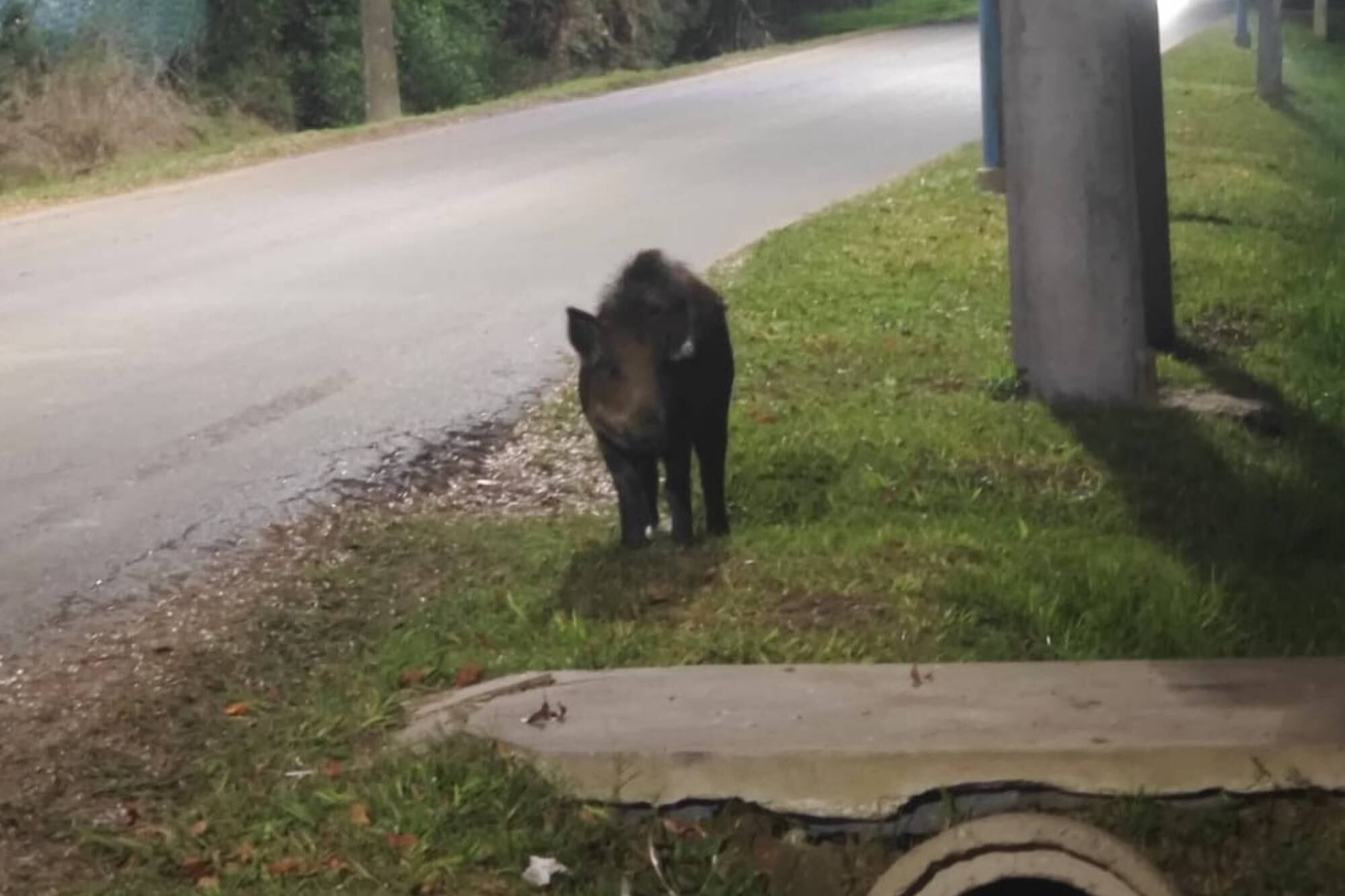 Buscan a un jabalí en Escobar a días de que apareciera un puma