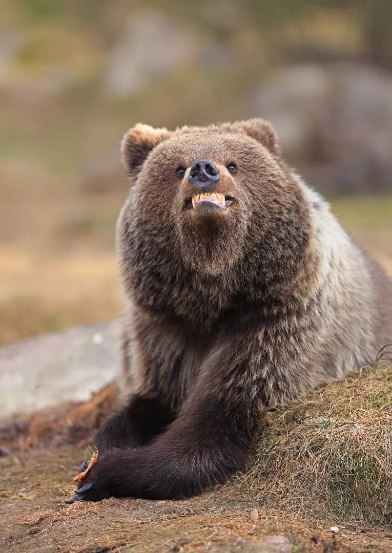 Un oso pardo sonríe a la cámara con los dientes al descubierto