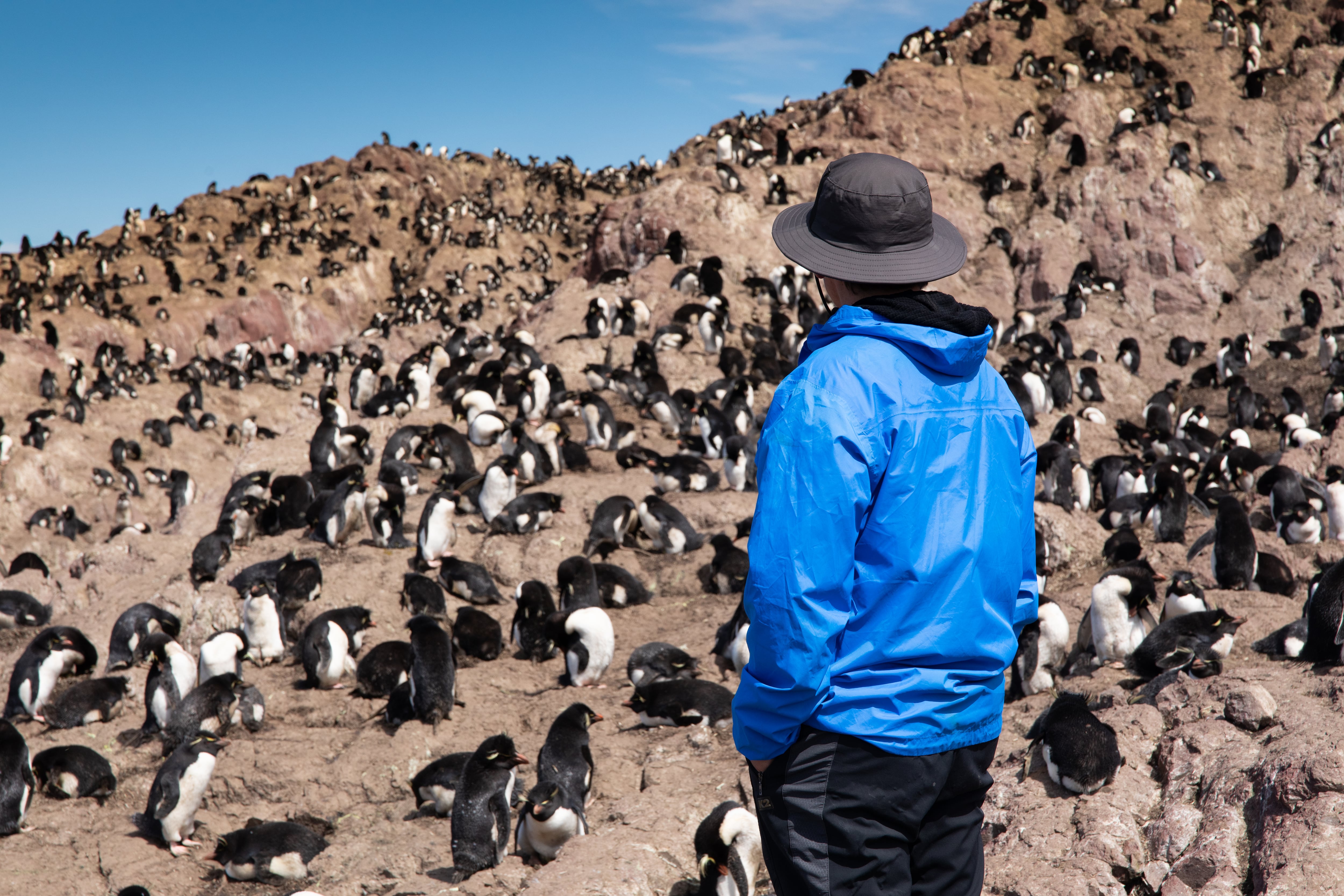 Entre septiembre y principios de abril es la época en que los pingüinos se reproducen y cambian sus plumas