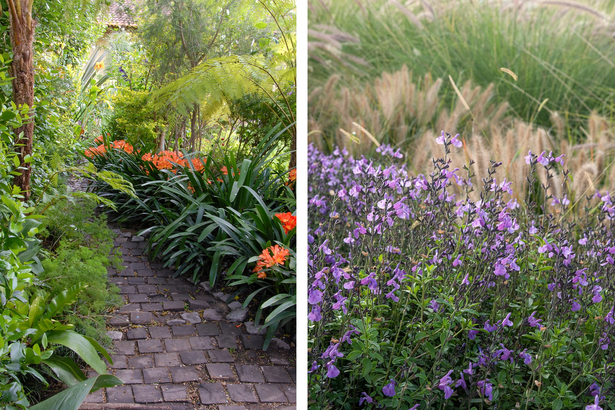 Las clivias y salvias con gramineas aportan colores vibrantes