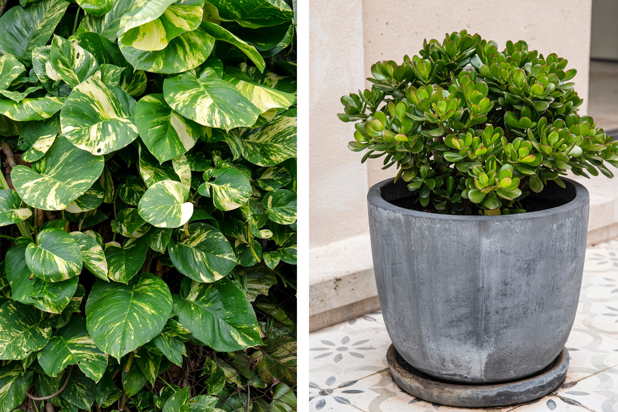 Potus y crassula ovata, dos plantas a las que se les atribuyen simbolismos