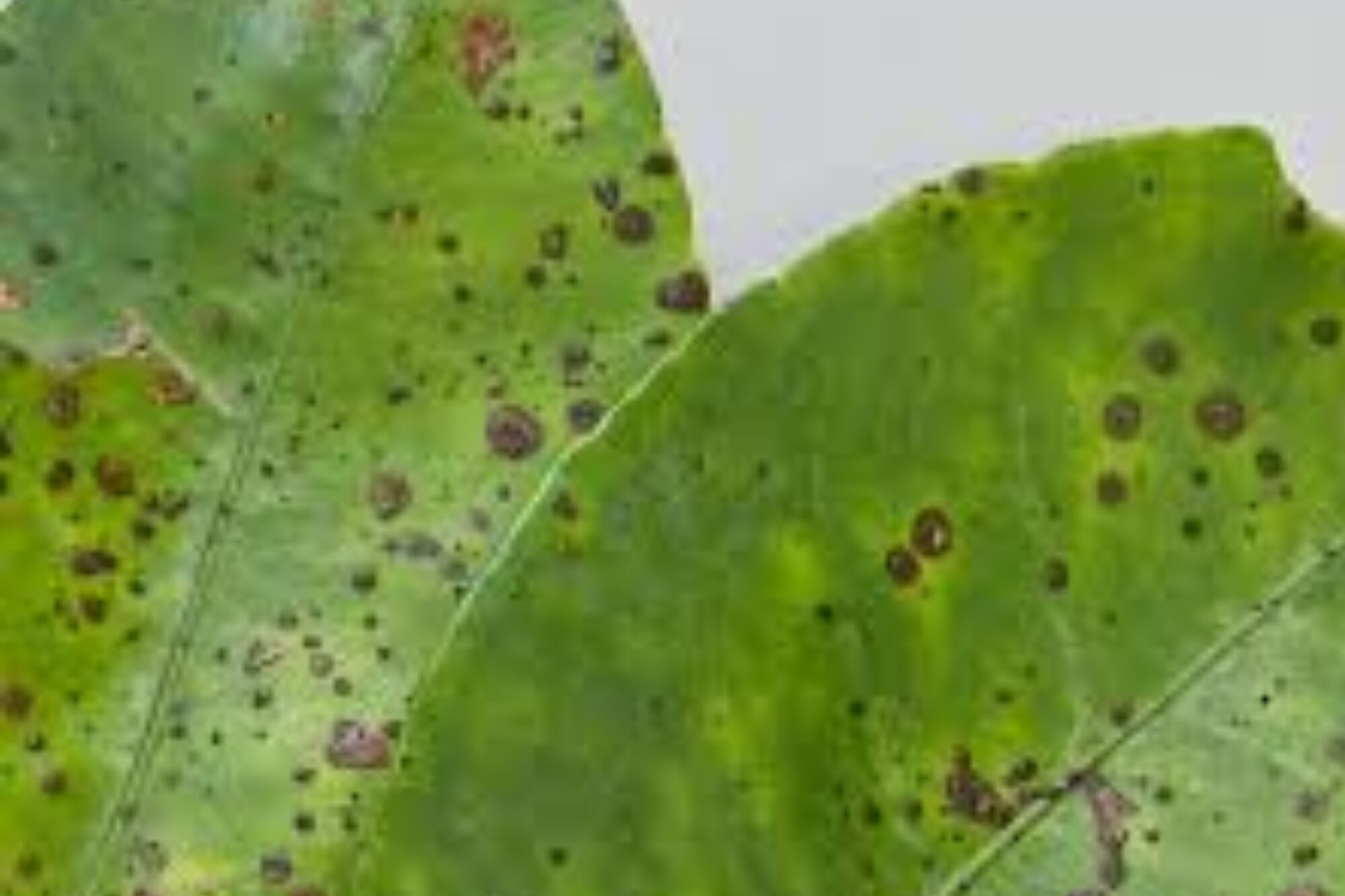 Conflicto: la Unión Europea comenzó a rechazar naranjas argentinas y alertan sobre una barrera paraarancelaria 7 Una hoja con cancrosis