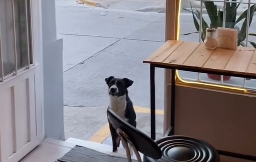 Perro Callejero 'Buddys' se Convierte en Cliente Fiel de Cafetería en Jujuy