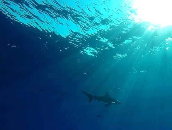 Los investigadores destacaron la relevancia de estos hallazgos