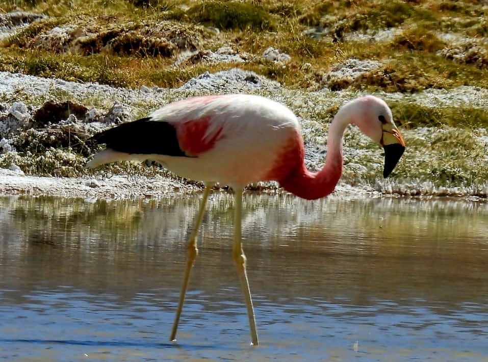 Una parina en Laguna Grande