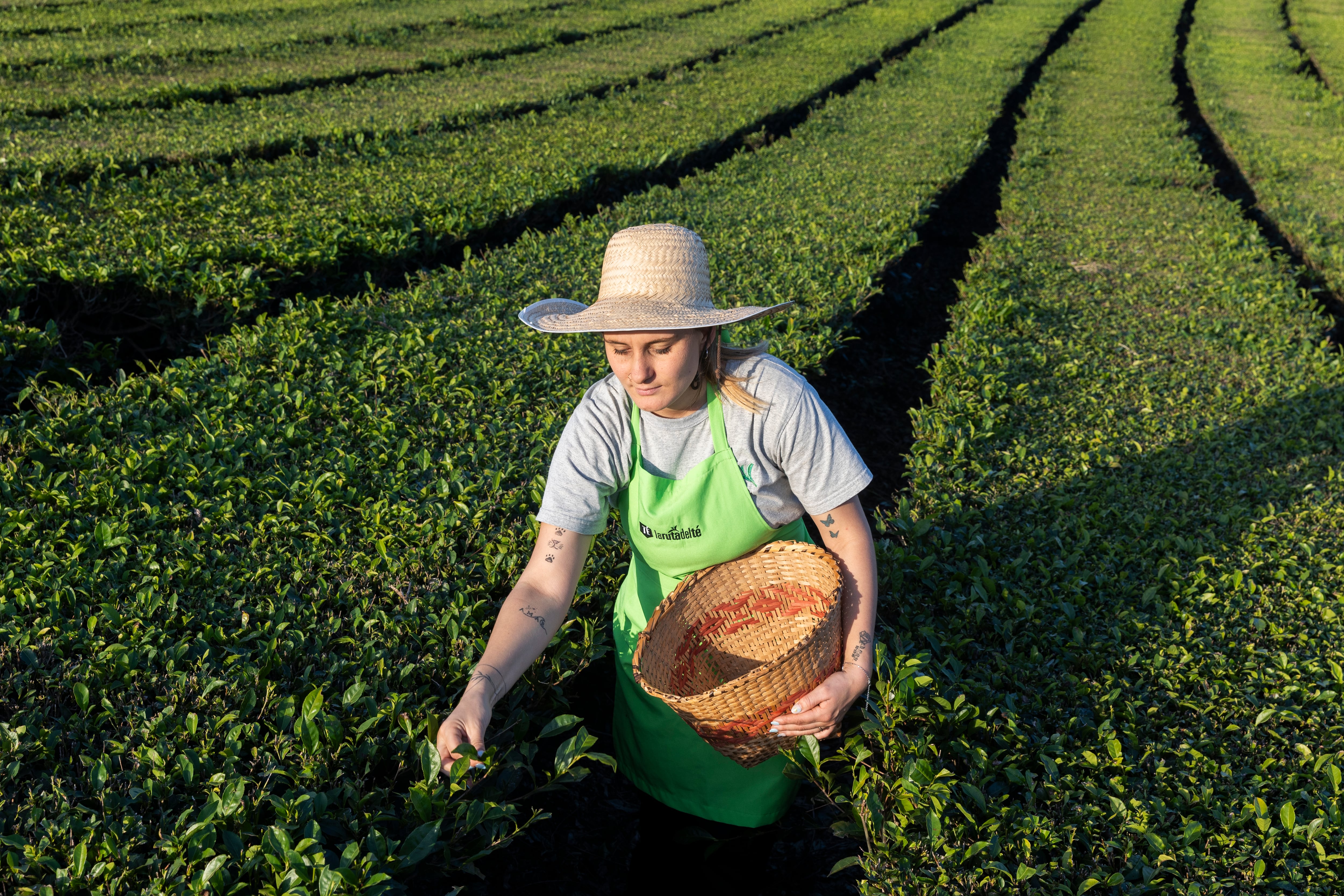 En La Ruta del Té se puede aprender a cosechar el cultivo.