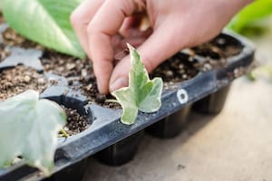 Cómo reproducir tus plantas a partir de estacas y esquejes