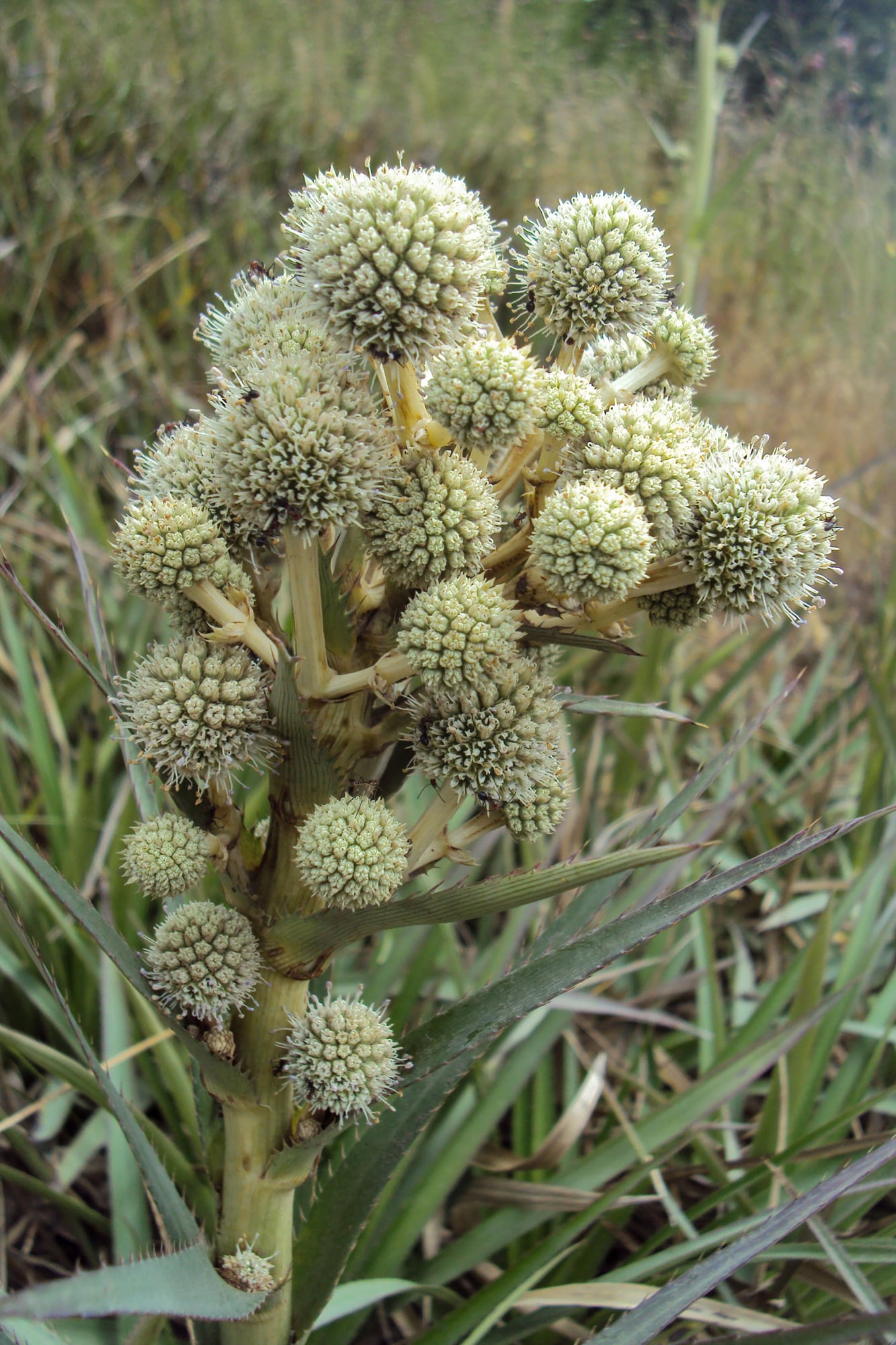 Eryngium paniculatum se desarrolla en condiciones adversas y suelos degradados
