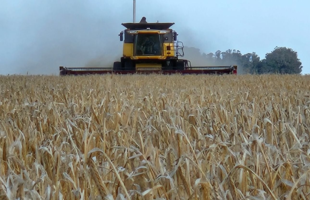 Cosecha de cebada: un juego de ingenio para no perder el partido