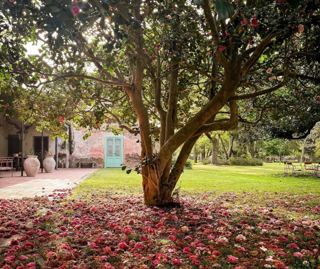 Camelias en La Margarita