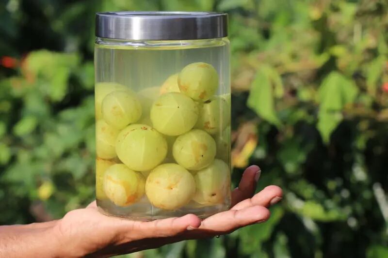 El sabor de la grosella india es, digamos, intenso. Conservarlas en agua salada ayuda a suavizarlo y hacerlas más agradables al paladar