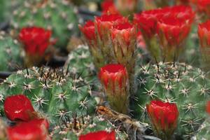 Cactus y suculentas. En primavera también necesitan cuidados