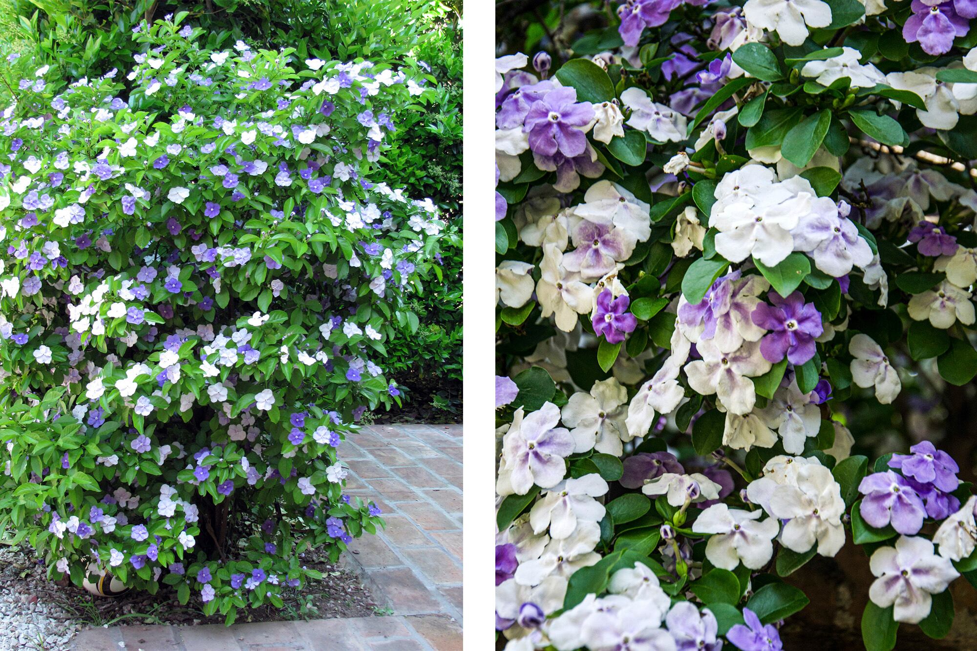 Las flores del Brunfelsia australis van cambiando de color a medida que maduran