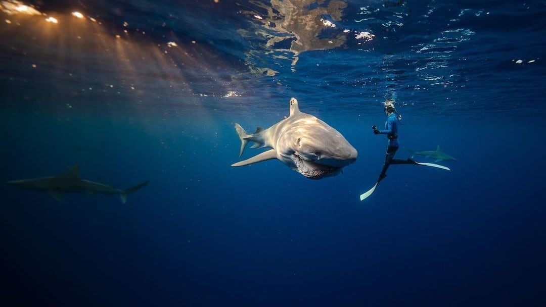 Mujer nada con tiburones para promover conservación