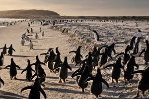 El destino inesperado: Malvinas busca un lugar en el mapa turístico