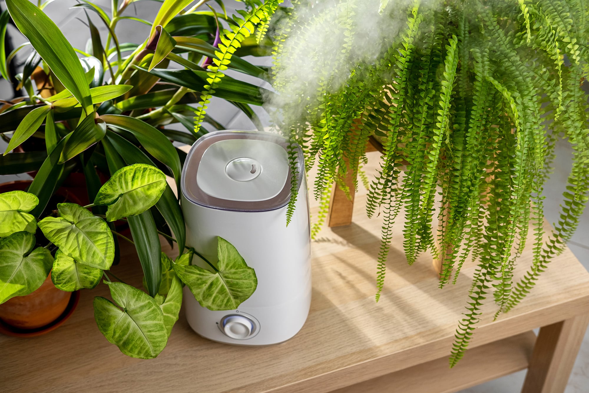 Un humidificador hogareño puede ser una de las formas de ayudar a las plantas del hogar a lidiar con el calor y la falta de humedad ambiental