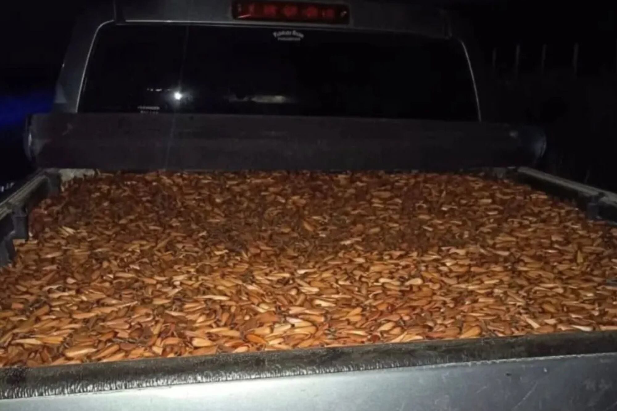 Decomisaron tres toneladas de piñones en una ruta neuquina