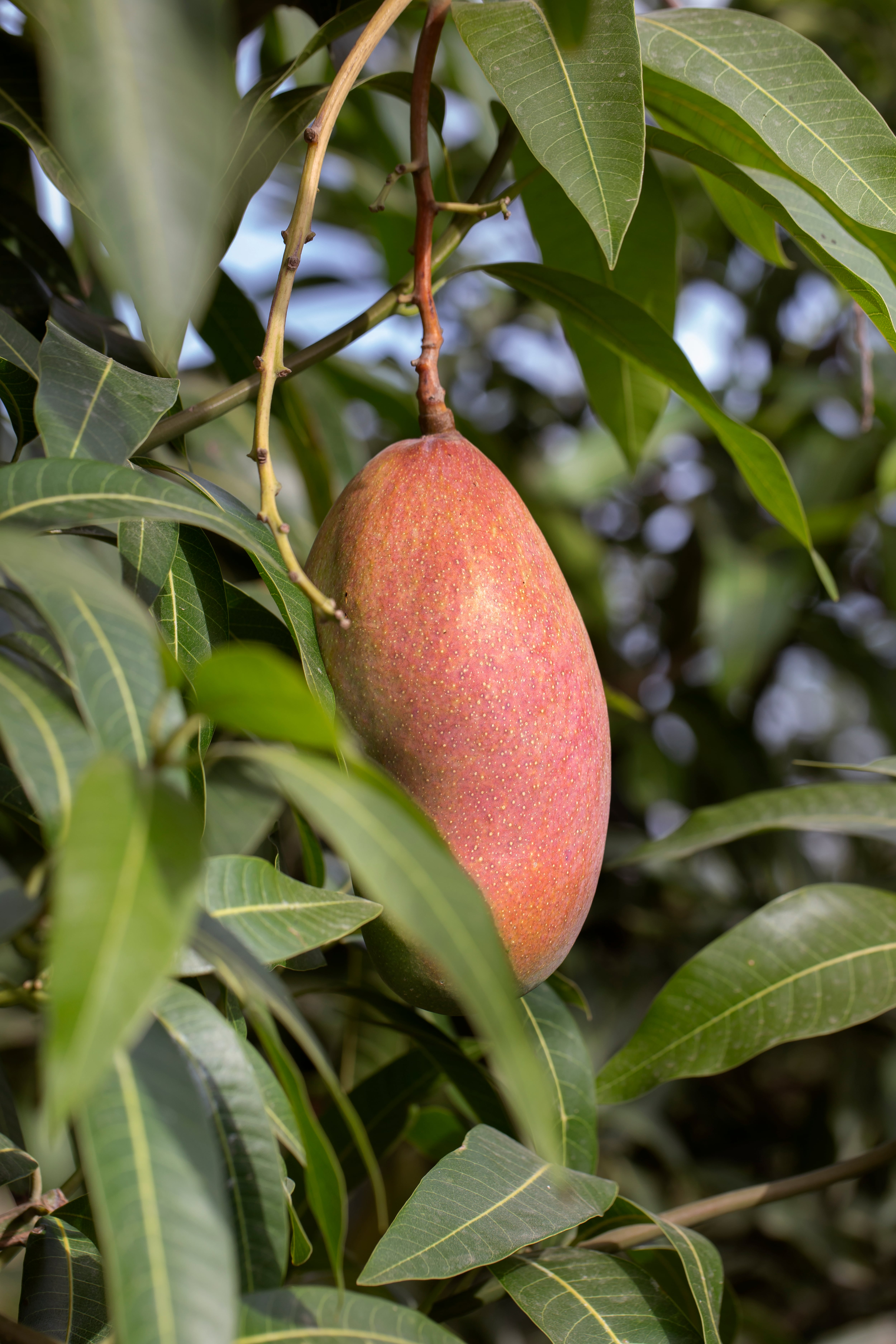 La sección 21-118 del código de Miami-Dade prohíbe llevarse o dañar plantas, frutas y productos vegetales de propiedades privadas o públicas sin consentimiento