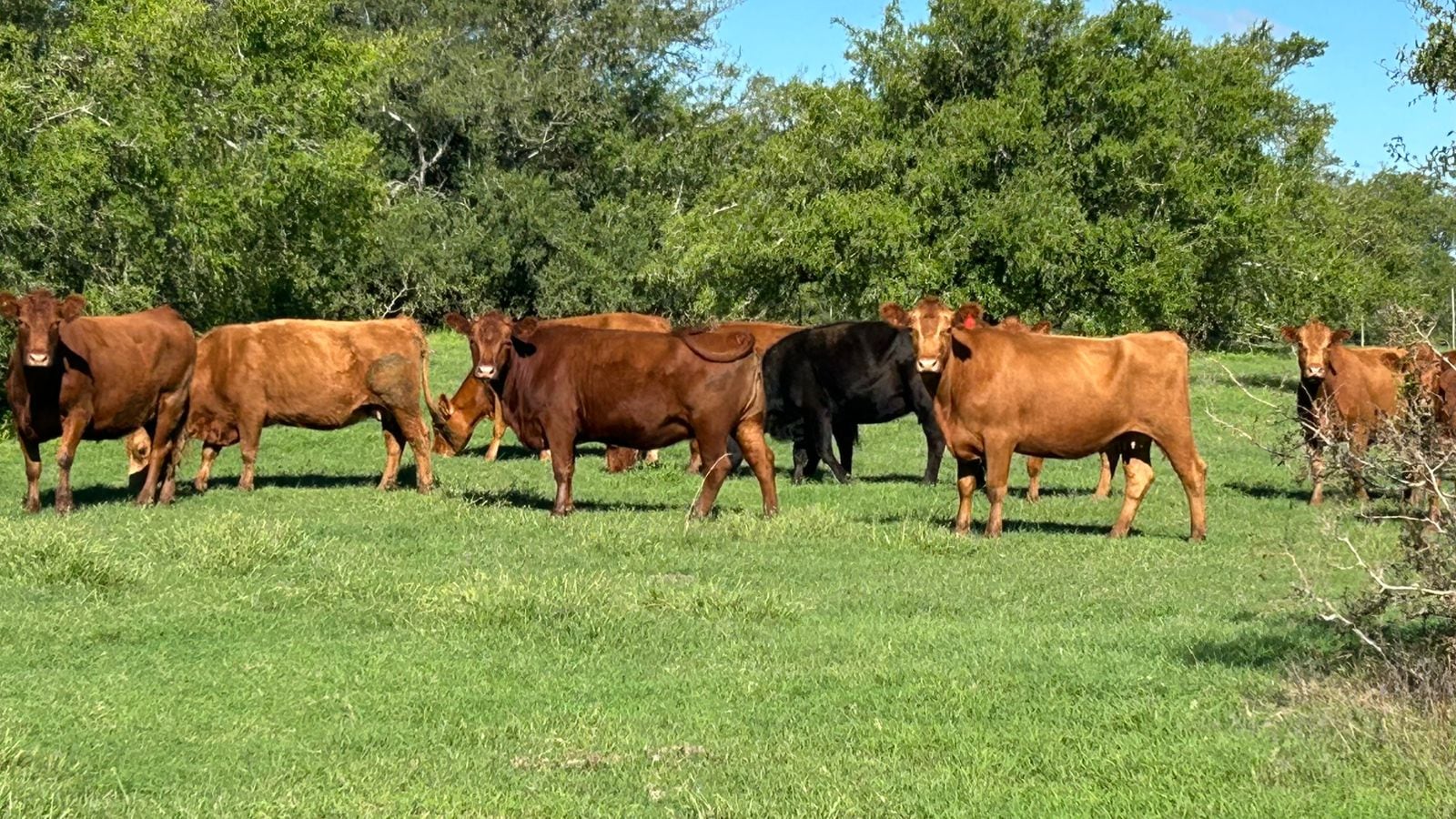 Turquía, en su alineación con normativas europeas y sus estrictos requisitos sanitarios posteriores a 2011, había identificado como una deficiencia crítica la identificación argentina basada en el rebaño, solicitando que los animales fueran marcados individualmente