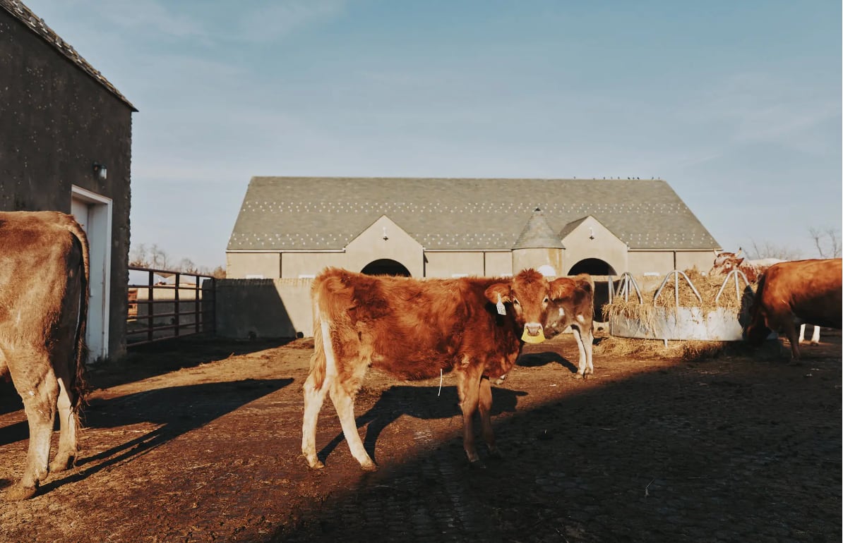 Pasaron varias semanas antes de que los ganaderos, y luego las autoridades, supieran que el virus H5N1 circulaba entre las vacas lecheras