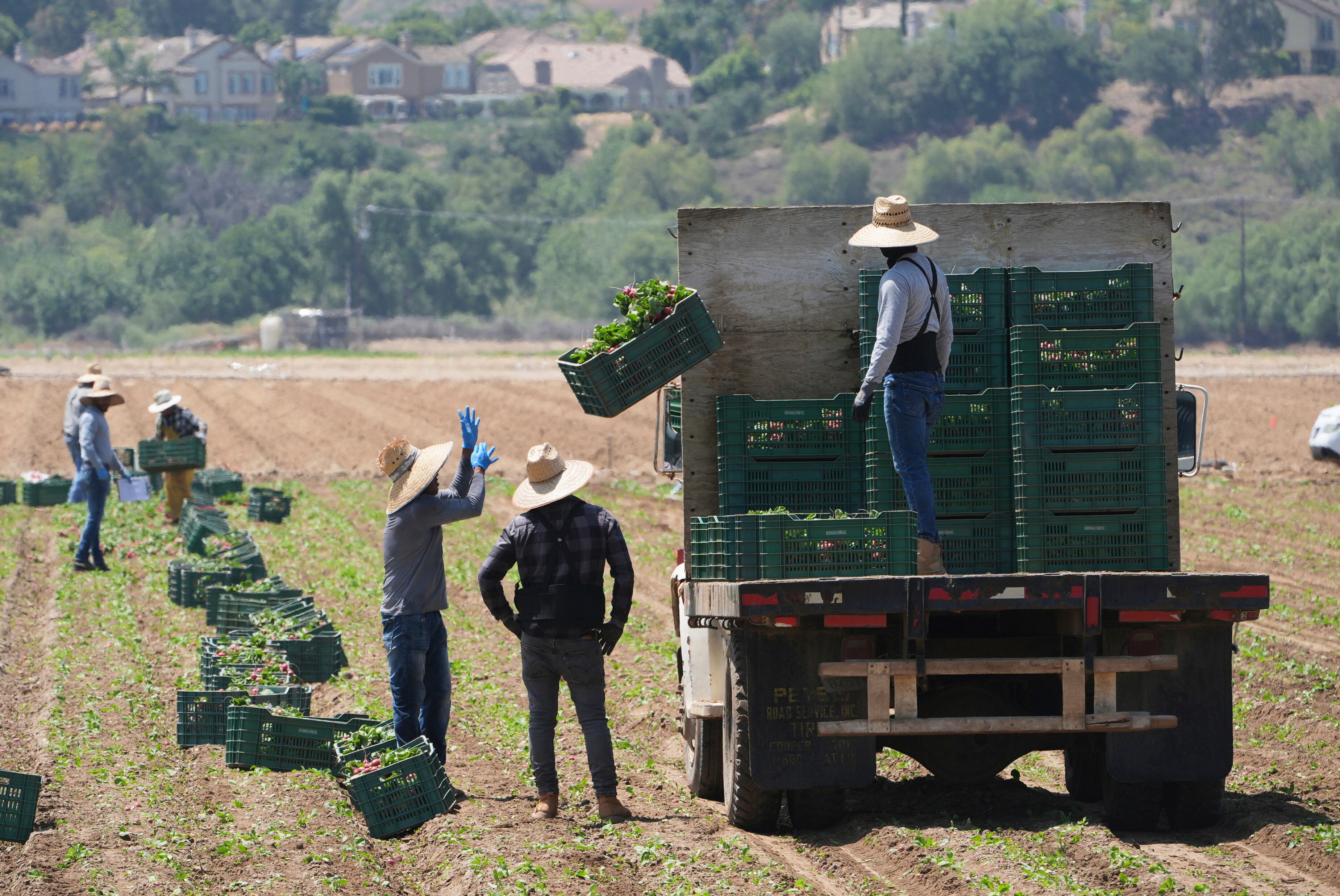ARCHIVO - Trabajadores agrícolas recolectan verduras, el 12 de junio de 2025, en Moorpark, California. (AP Foto/Damian Dovarganes)