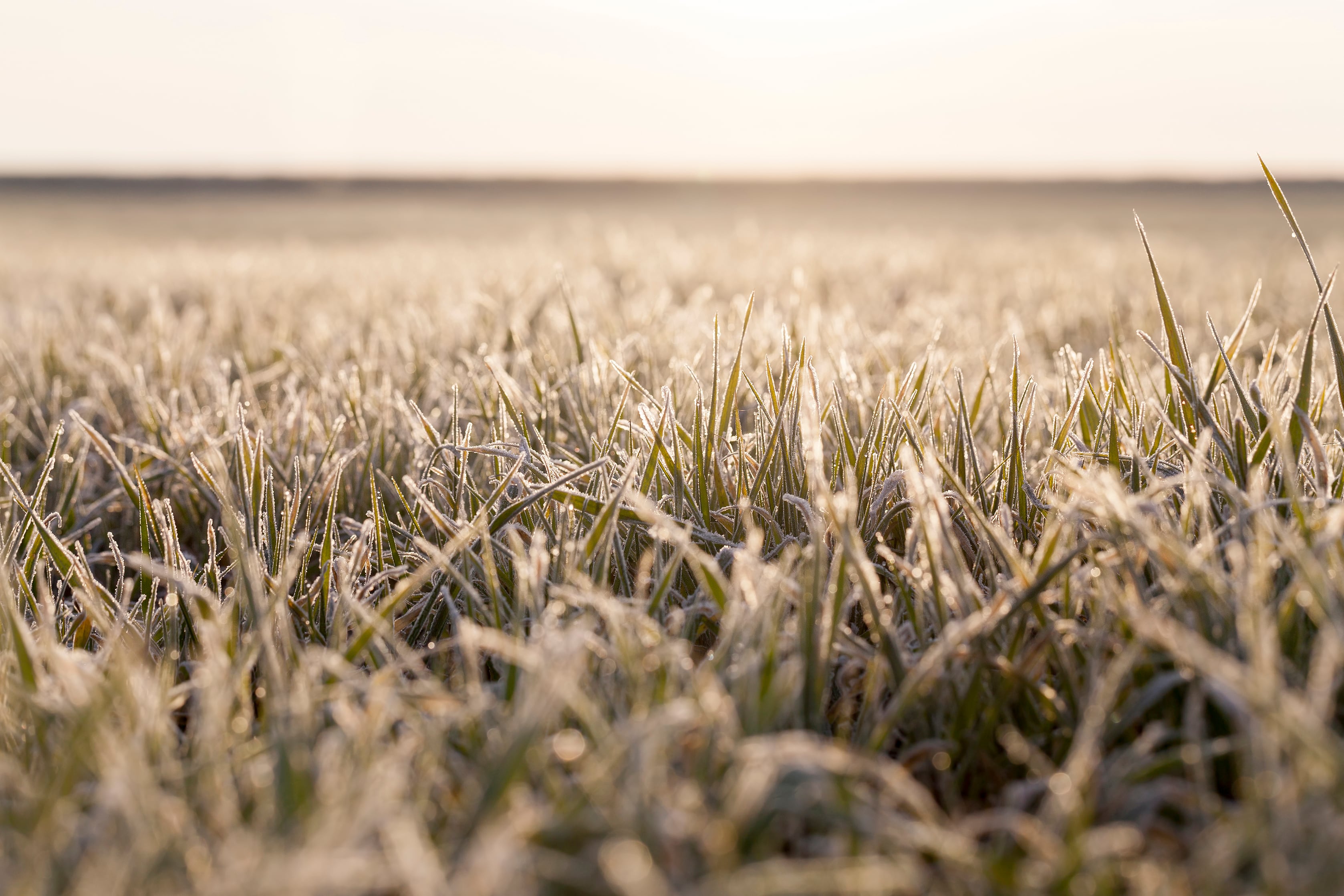 Las temperaturas invernales serían más elevadas, con lo cual habría menos helaas