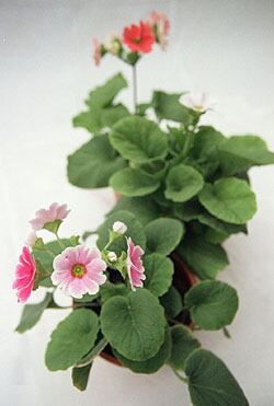 La Prímulas suelen florecer en los meses de frío y necesitan mantenerse lejos de los rayos directos del sol