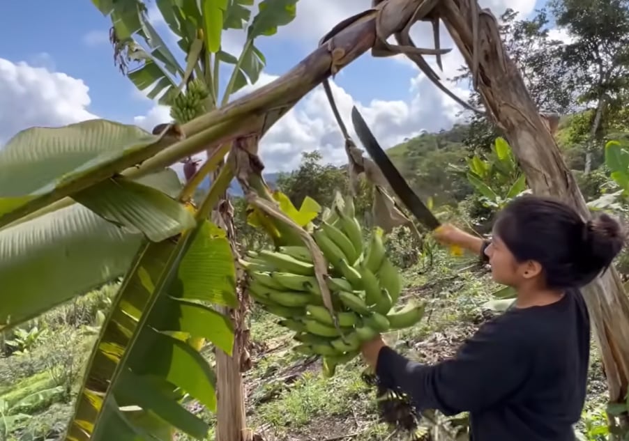 La familia se alimenta de las frutas que cosecha