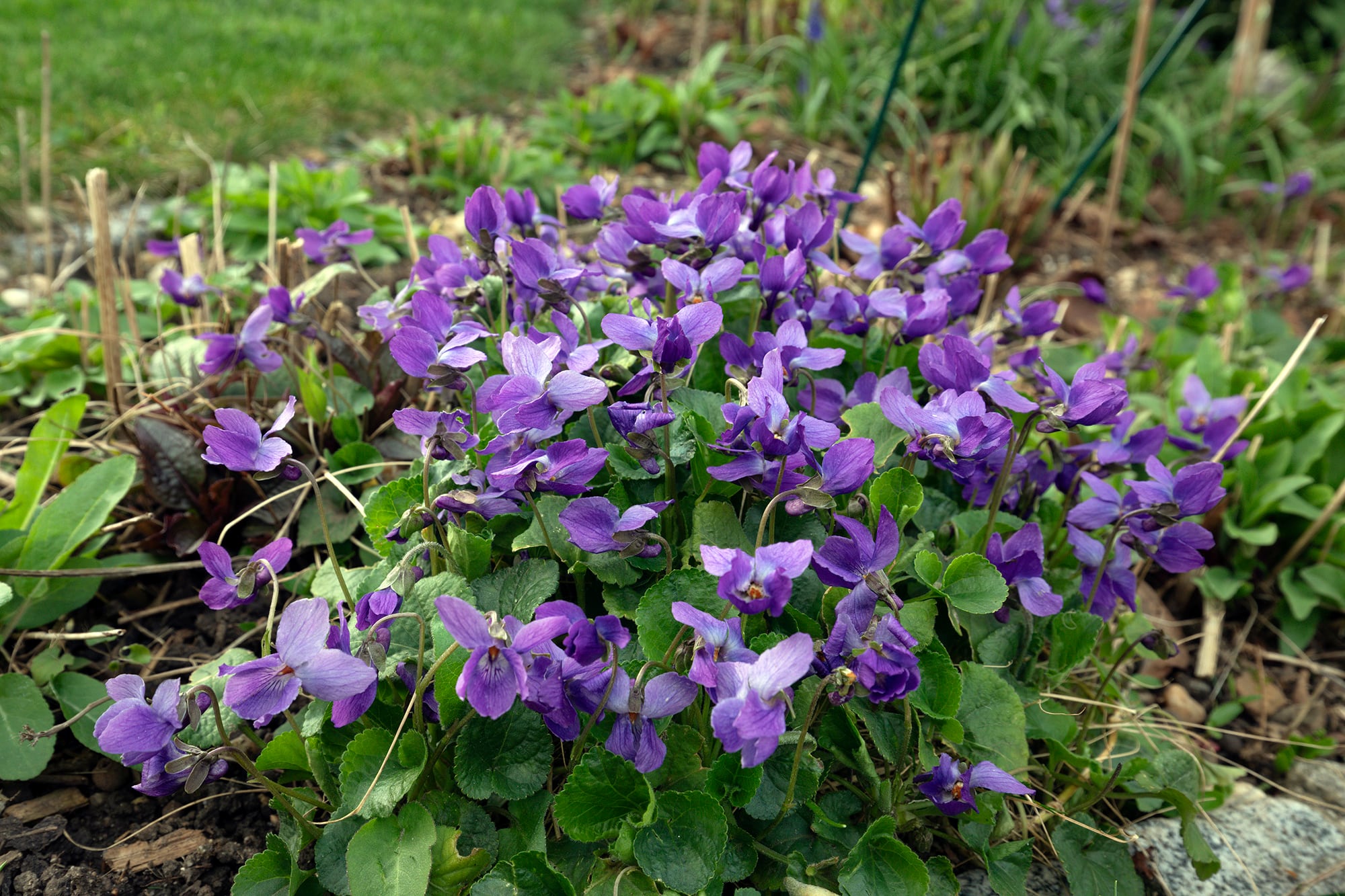 Viola odorata, una flor en formato mínimo