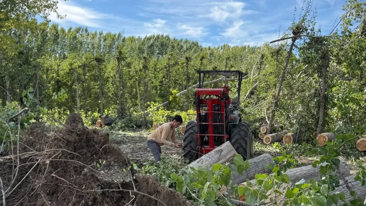 La provincia de Río Negro relevó pérdidas de hasta el 90% y daños en invernaderos