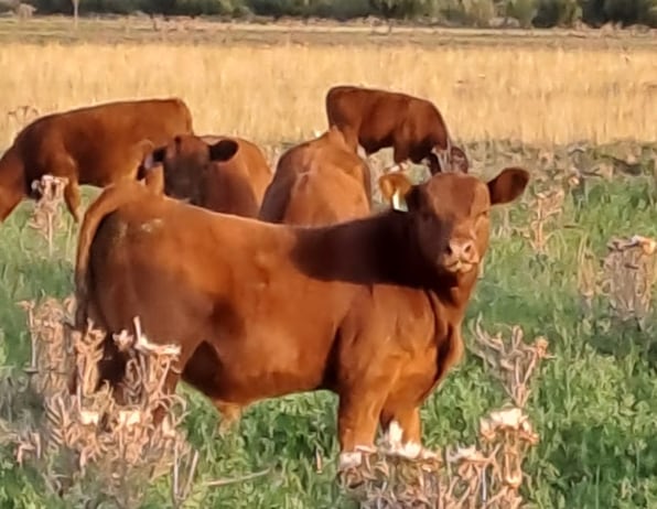 Ya vende 30 toros por año: se fue a la Patagonia y comenzó de cero un ambicioso proyecto en un lugar hoy muy pujante 10 Edgardo Tejeda, productor de la Patagonia, hace crecer a la ganadería