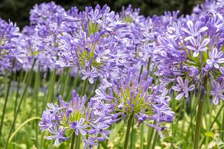 Multiplicá tus plantas por división de matas y rizomas