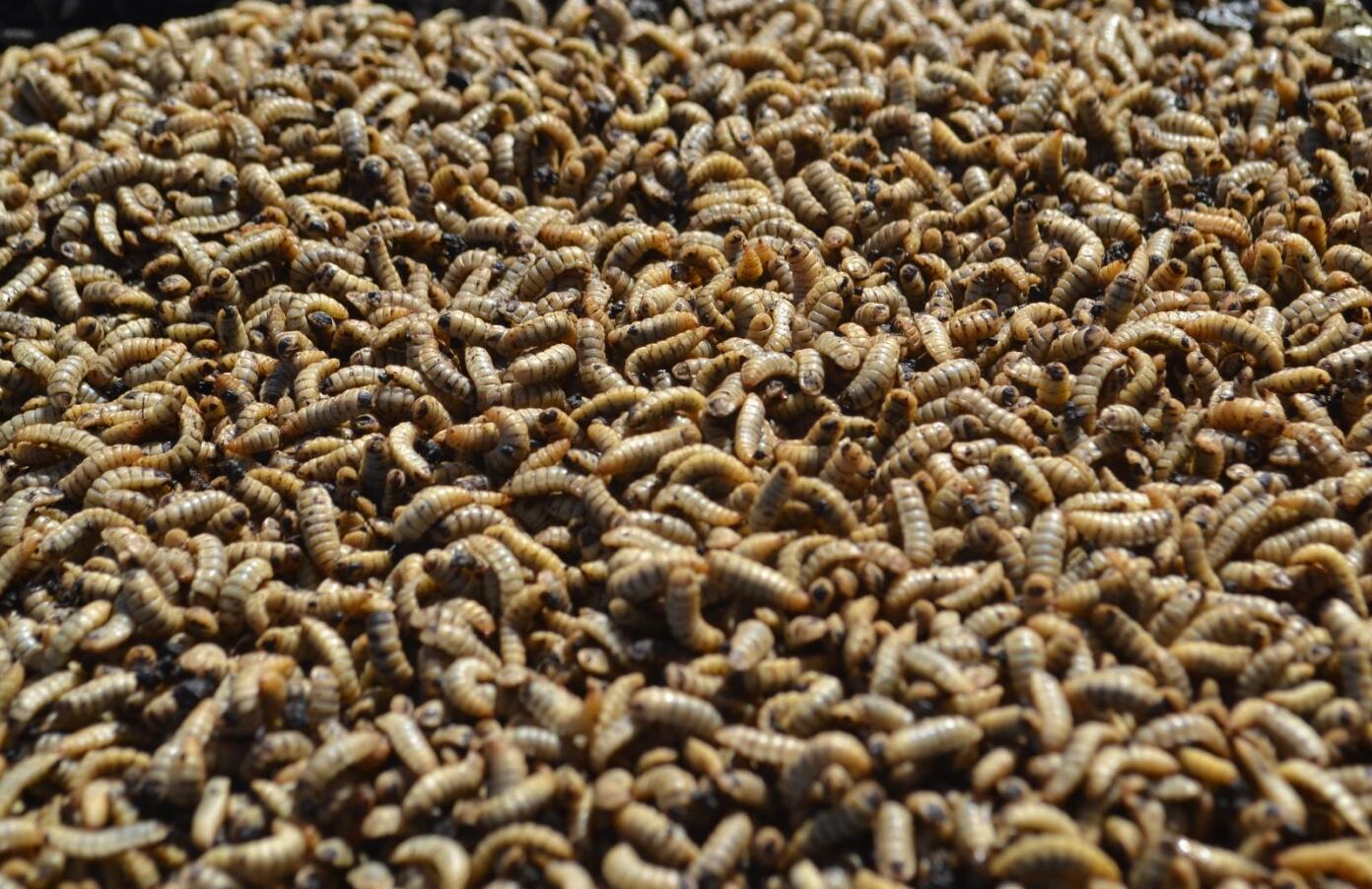 Se detectó que se trata de una miasis foruncular, una infección provocada por moscas que depositan sus larvas en la piel de una persona.