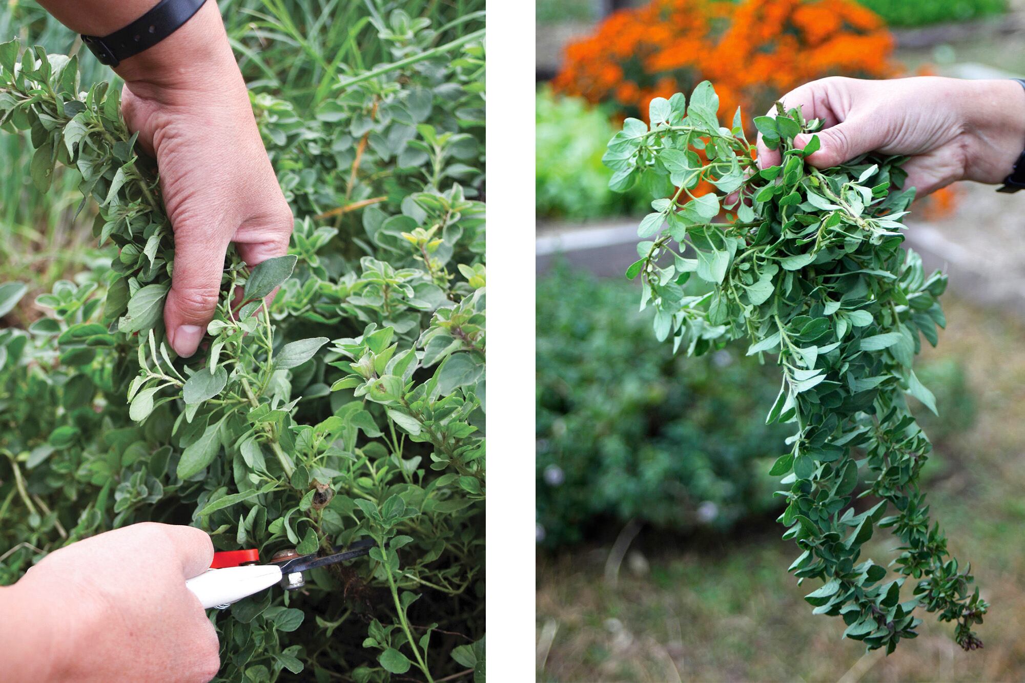 El orégano fresco es una de las maneras de incorporar esta planta a la dieta diaria