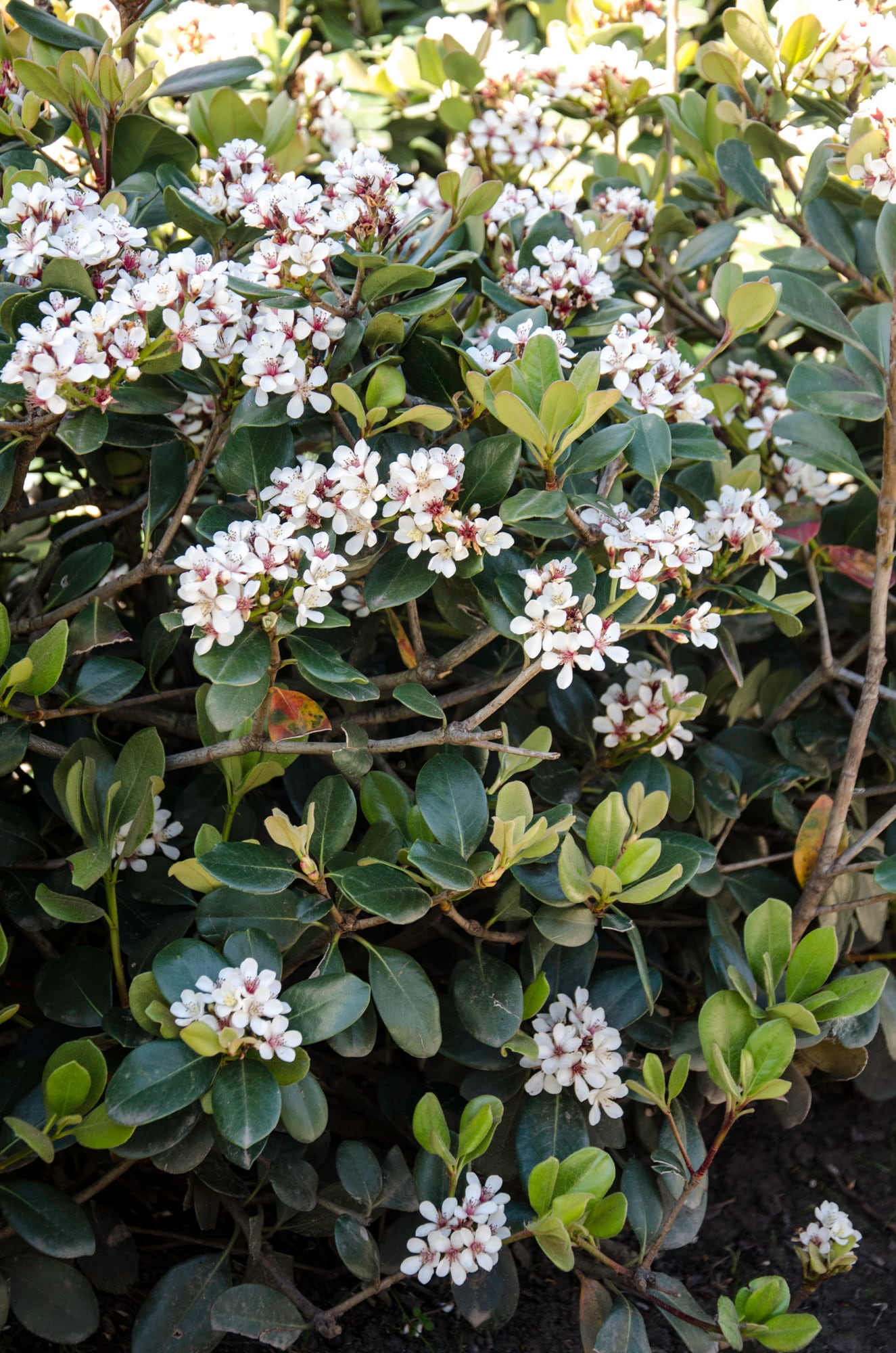 El Rhaphiolepis umbellata es un arbusto que produce en primavera flores blancas y fragantes, tolera vientos y sombra.