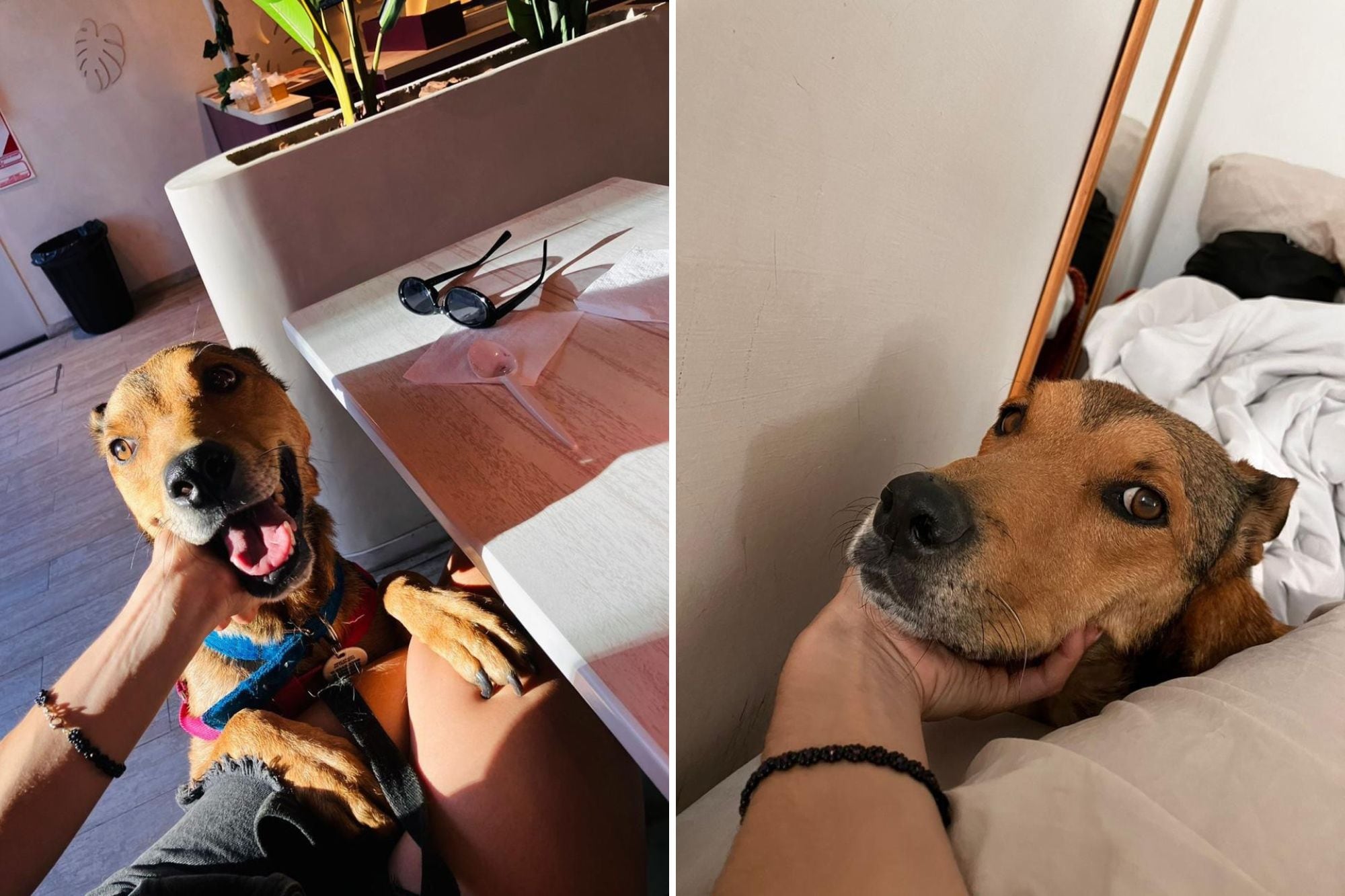 La perra espera una familia que pueda darle un hogar definitivo (Foto: Instagram @patitasalrescate)