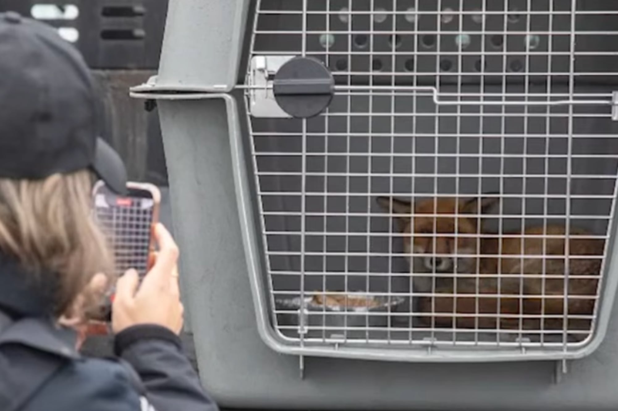 El ejemplar pertenece a la especie zorro rojo, conocida por su amplia distribución global y su gran capacidad de adaptación