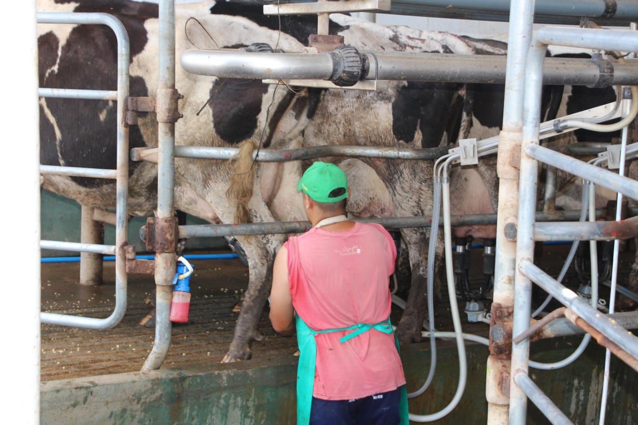 Cambio en el negocio: casi tres de diez litros de leche ya salen de tambos que producen más de 10.000 litros diarios