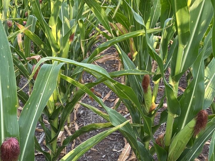 Maíz afectado por la sequía en Vicuña Mackenna