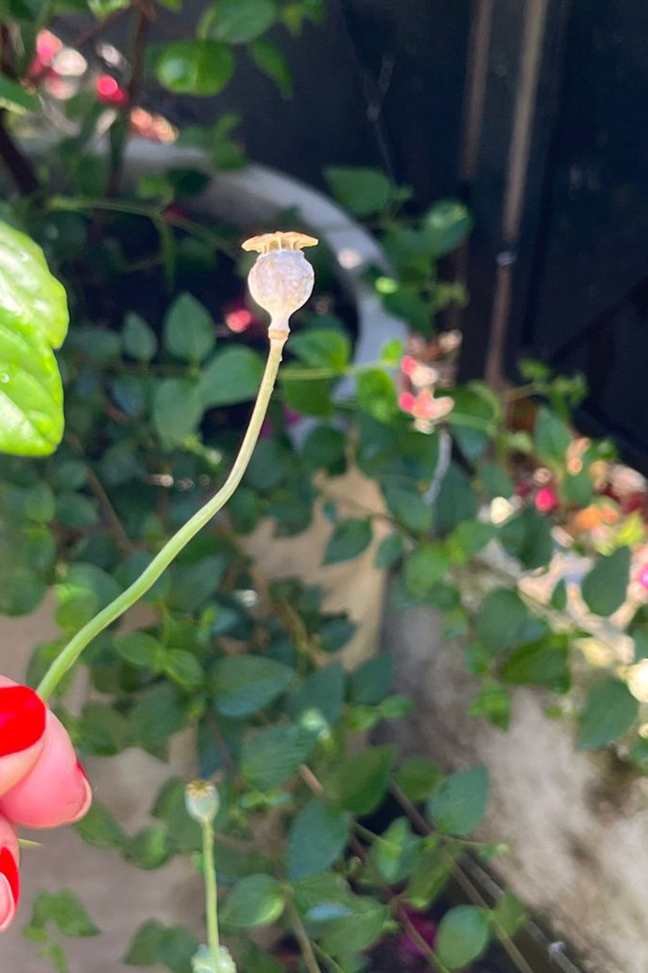 En la parte superior de la esfera, una suerte de fila de ventanitas que liberan decenas de semillas negras de amapolas