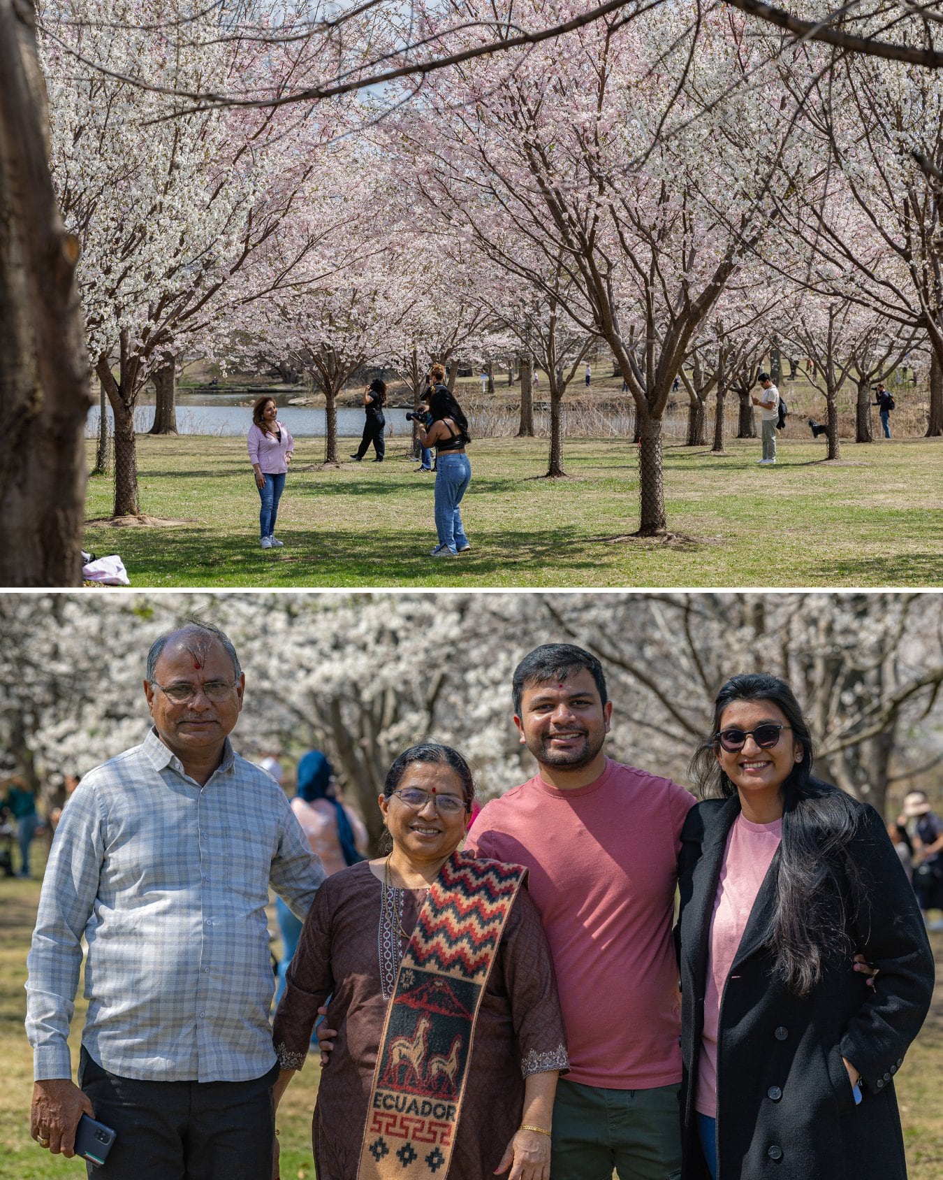 Horarios y reglas para visitar los cerezos en Jackson Park